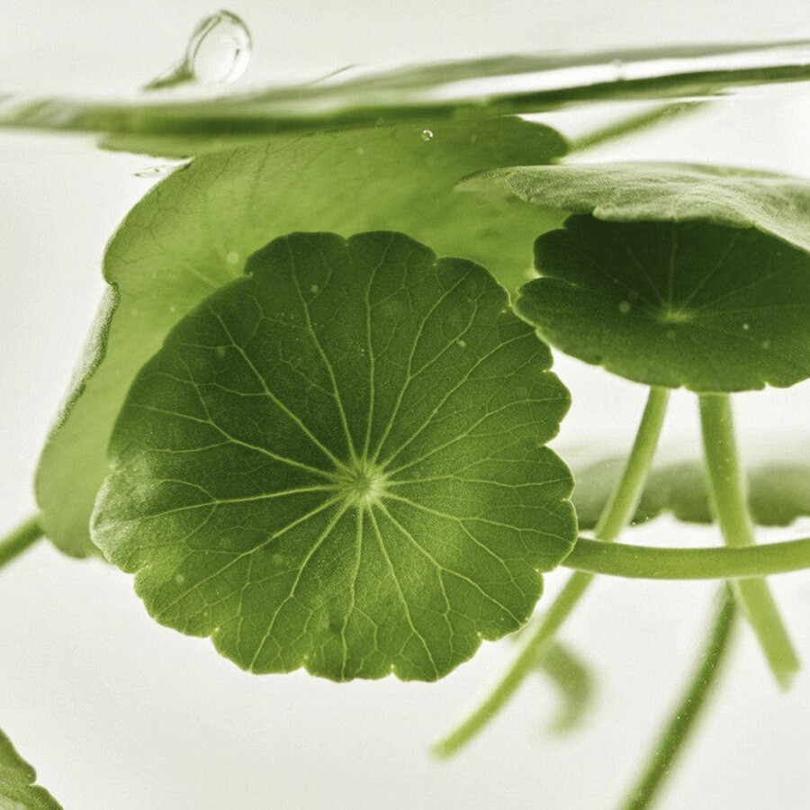 sérum léger centella vita c